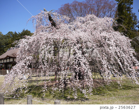 京都 世界遺産 上賀茂神社 御所桜 2563627