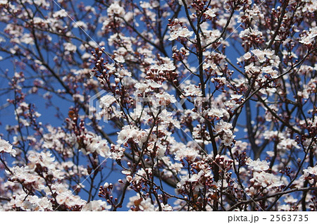 紅葉李　ベニバスモモ 2563735