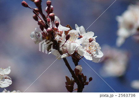 紅葉李　ベニバスモモ 2563736