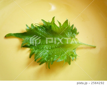 シソの葉 シソの葉 2564292