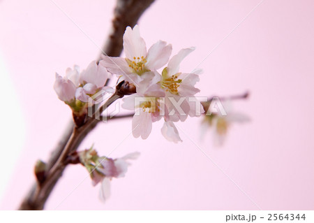 桜 イメージ2011 桜 イメージ2011 2564344