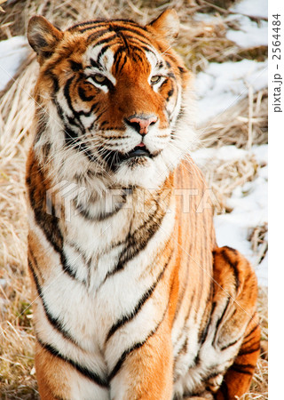ベンガルトラ 2564484