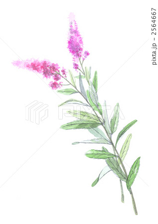 穂咲下野 2564667