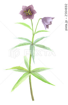 クロユリ クロユリ 2564692