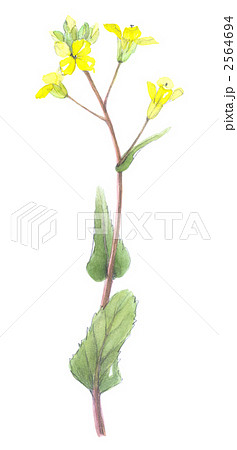 アブラナ 2564694