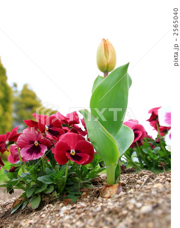 パンジー 2565040