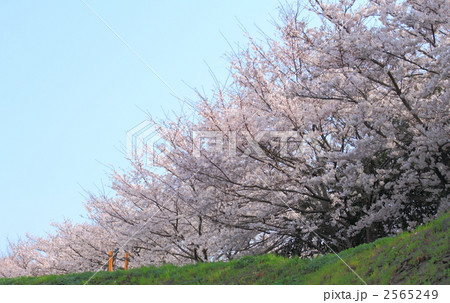 土手の桜 2565249