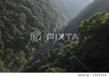 阿蘇北向谷原始林 2565329