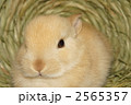 わらのかまくらドームでくつろぐネザーランドドワーフ  2565357