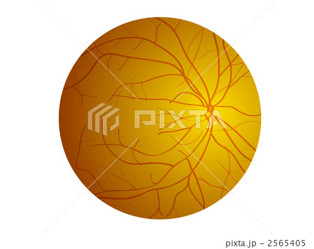 眼底イラスト 2565405