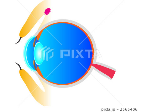 眼の断面図 2565406