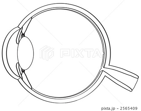 眼の断面図のイラスト素材