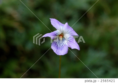 ナガバタチツボスミレ ナガバタチツボスミレ 2565421