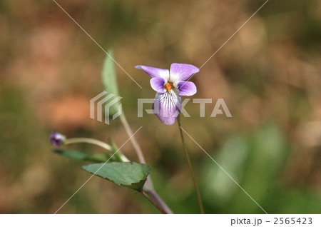 ナガバタチツボスミレ 2565423