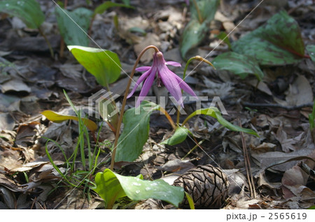 かたかご 2565619