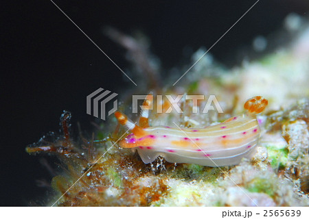 ウミウシ ウミウシ 2565639