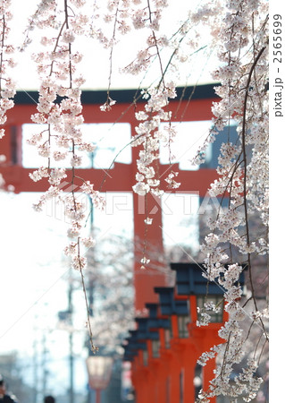 平野神社　春景 2565699