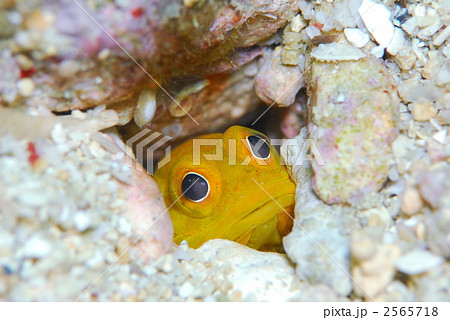 ジョーフィッシュ 2565718