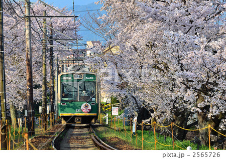 嵐電 桜のトンネル 春 2011-s4 嵐電 桜のトンネル 春 2011-s4 2565726