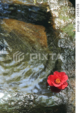 湧き水と椿 2565876