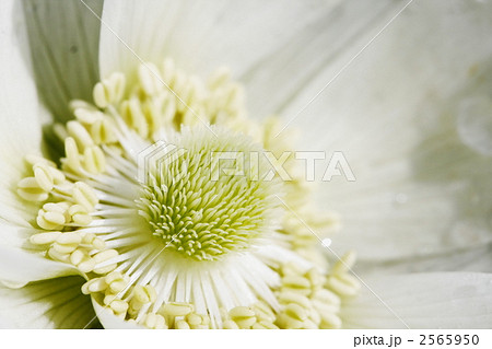 アネモネ王子 アネモネ王子 2565950