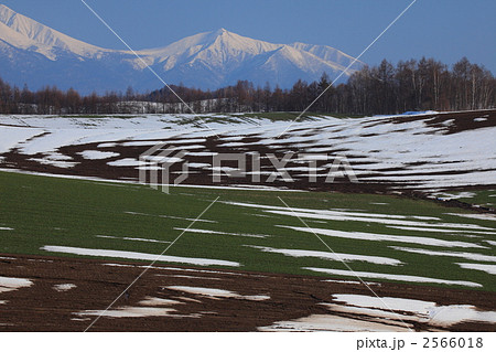 前富良野岳と残雪の畑 前富良野岳と残雪の畑 2566018