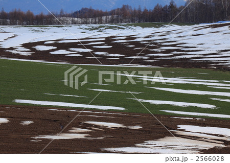 残雪の畑 2566028