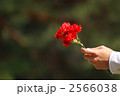 カーネーション 2566038