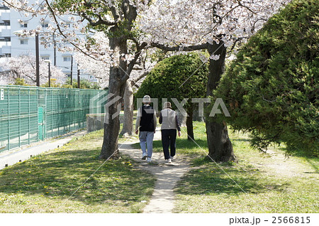 桜を見ながら仲良く散歩 2566815