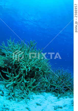 黒島の海 黒島の海 2566957