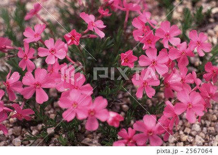 62466 シバザクラ 62466 シバザクラ 2567064