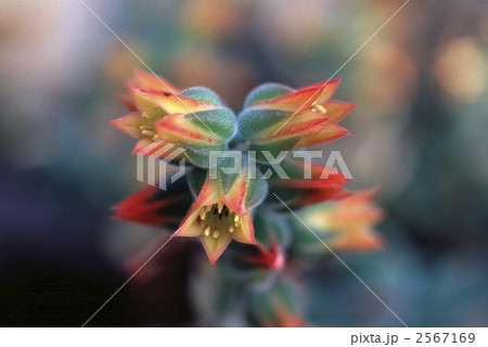 62520　エケベリア 2567169