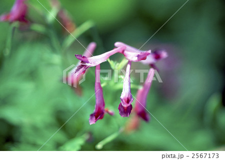 62524　エンゴサク 2567173