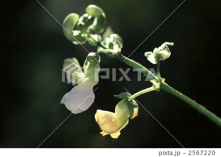 62559　トラマメ 2567220