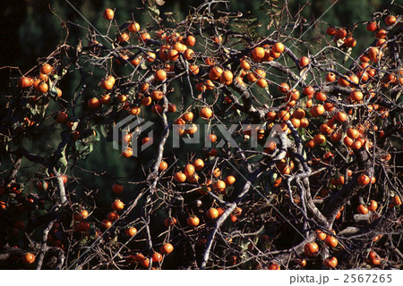 62592 カキ 62592 カキ 2567265