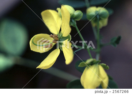 62594 カシア 62594 カシア 2567266