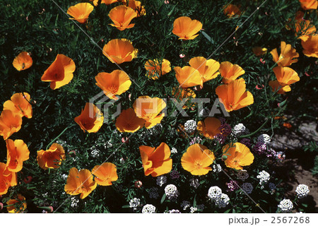 62595 ハナビシソウ 62595 ハナビシソウ 2567268