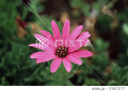 62605　ディモルフォセカ 2567277