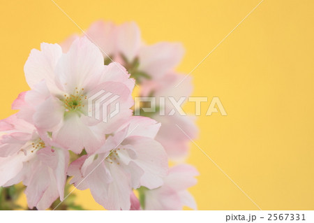 桜　旭山桜 2567331