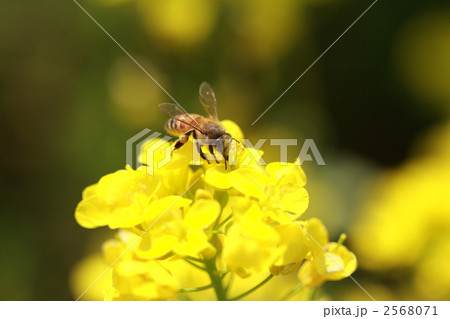 菜の花とミツバチ 2568071