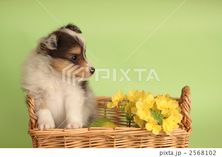シェルティの子犬 2568102