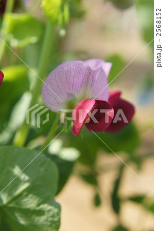 赤い花 えんどう豆の花 花の写真素材