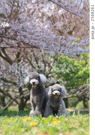 桜とたんぽぽとプードル 2568261