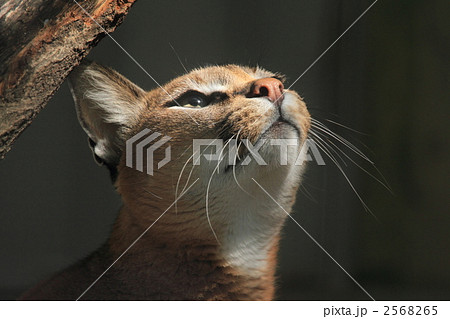 カラカル 2568265