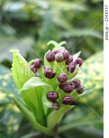 アオキの花 2568557