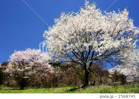 夢農場の桜 夢農場の桜 2568745