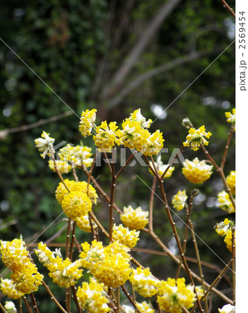 黄花ミツマタ 2569454