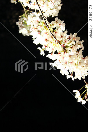 夜桜 2569478