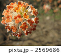 アカバナミツマタの花 2569686