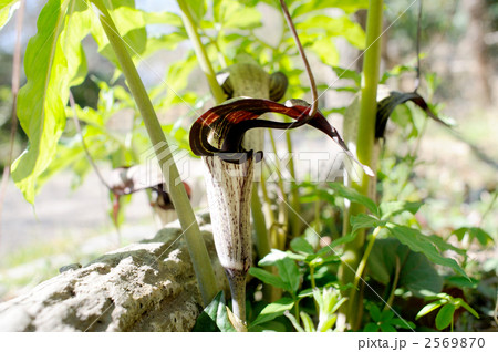 ウラシマソウ 2569870